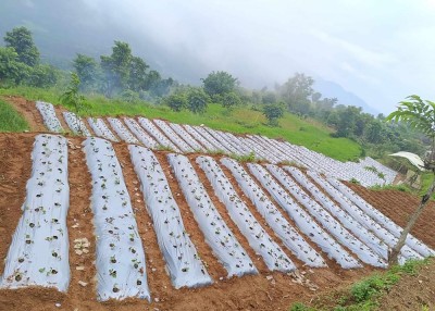  ऋषिङ गाउँपालिकाले थाल्यो स्ट्रबेरी खेती 